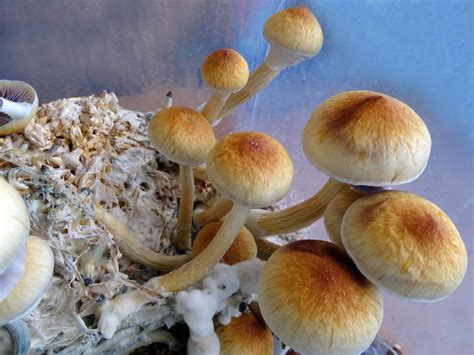 From Hobbyists to Criminals: The Profile of Magic Mushroom Bust Offenders